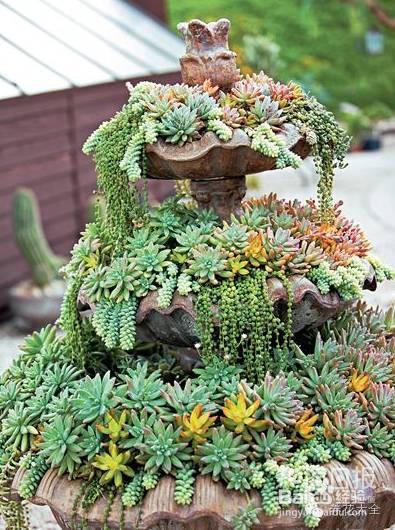 双十一剁手的钱省下来，可以建一个多肉花园了！