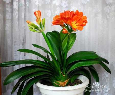 君子兰长得歪开花少颜值低,用这几招治愈你的养花强迫症