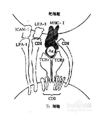 科学家发现了一种蛋白质，它可能成为治疗癌症的“开关”