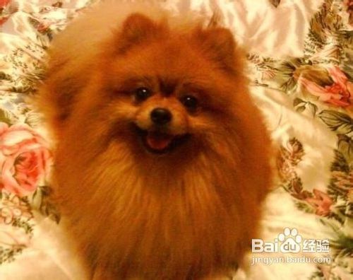 训练狗排泄的十大方法