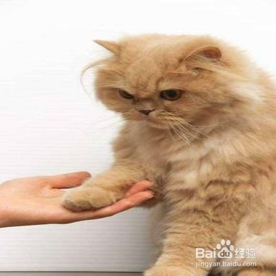 训练猫咪握手的技巧
