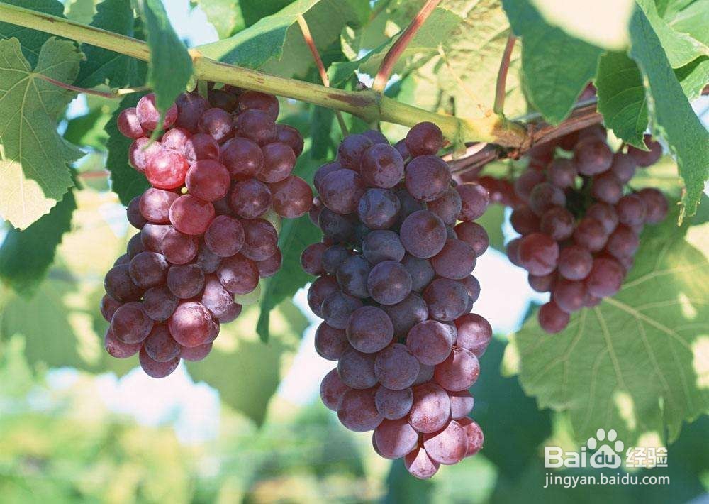 梅杰综合征的患者夏季禁食