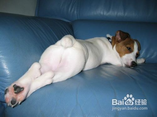 为宠物狗狗梳理毛发的正确的方法