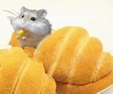 仓鼠跑了_仓鼠越狱了_仓鼠不见了怎么办