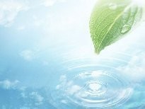 藏獒后腿外八字