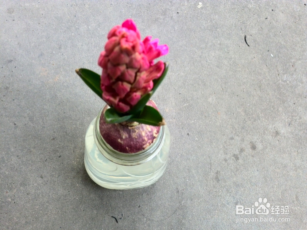 风信子水培和土培种植和注意事项