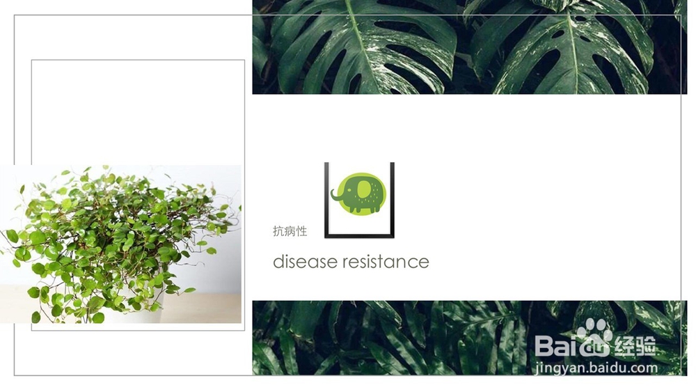 千叶吊兰的养护方法