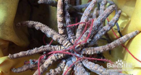 冬虫夏草怎么保存 冬虫夏草发霉怎么办