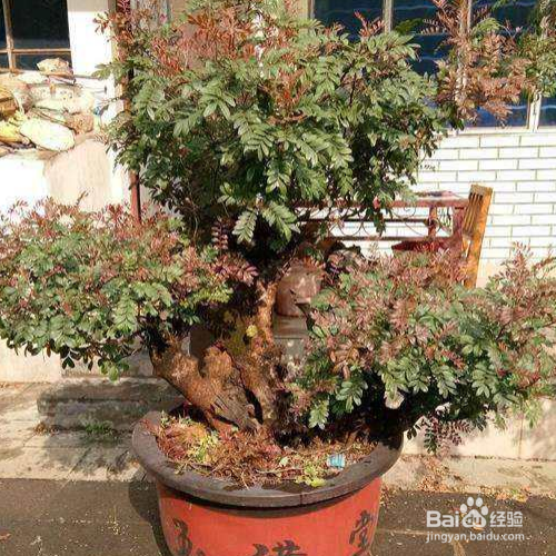 清香木老是掉叶怎么办