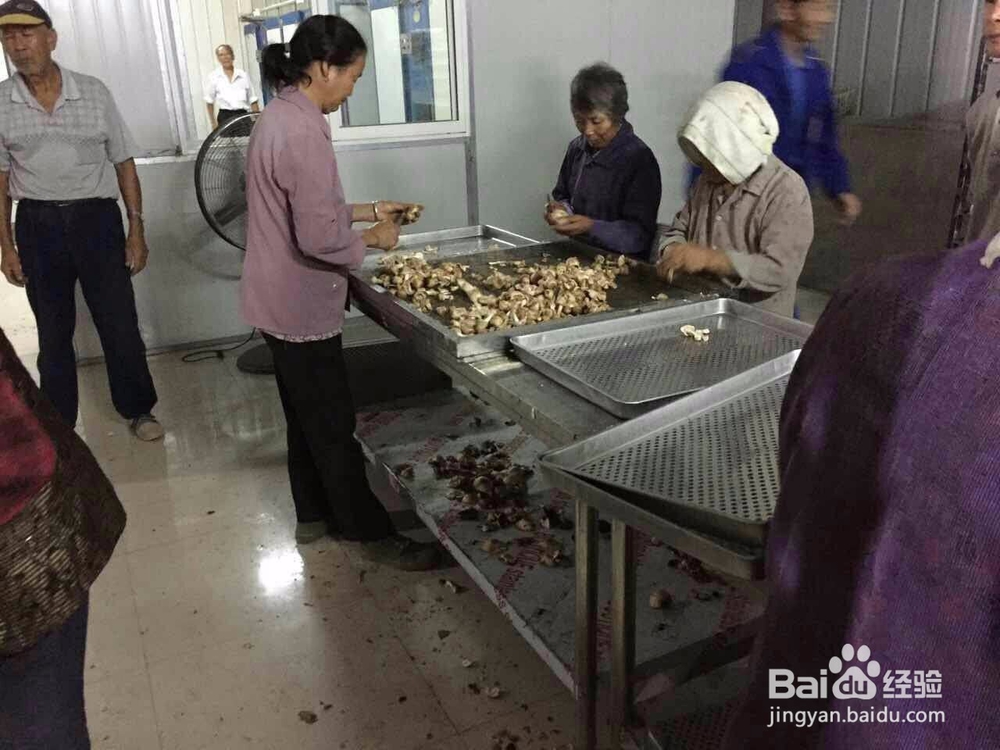 空气能鸡枞菇烘干机黑鸡枞烘干机的烘干效果