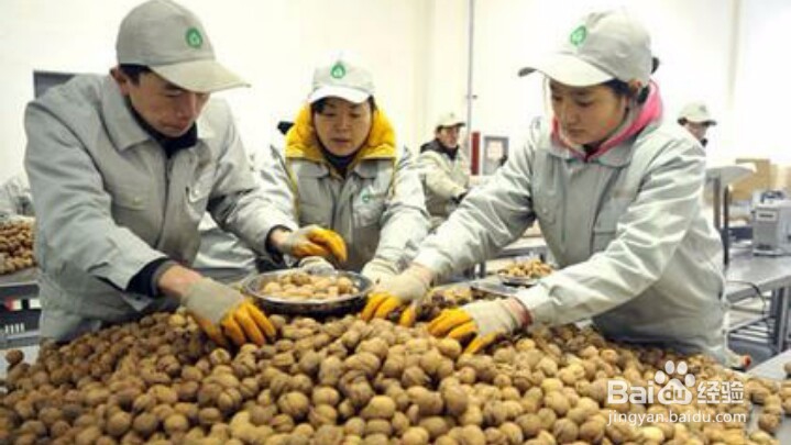 如何加快核桃产业发展