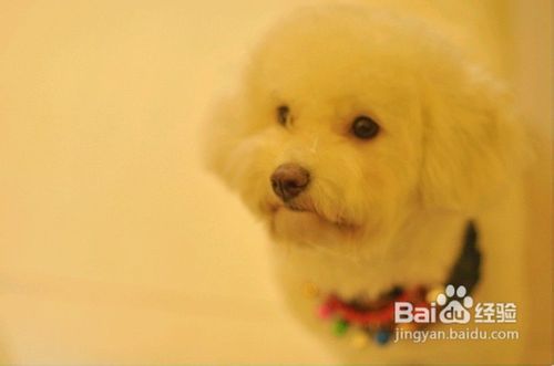 日常中预防比熊狗狗腹泻