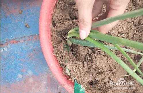 土培小葱种植方法
