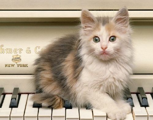 养猫要准备什么东西