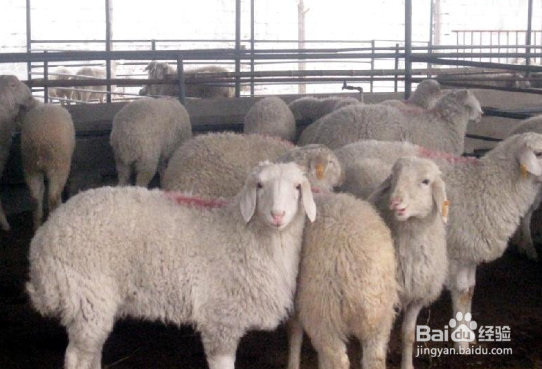 育肥羊60天出栏技术