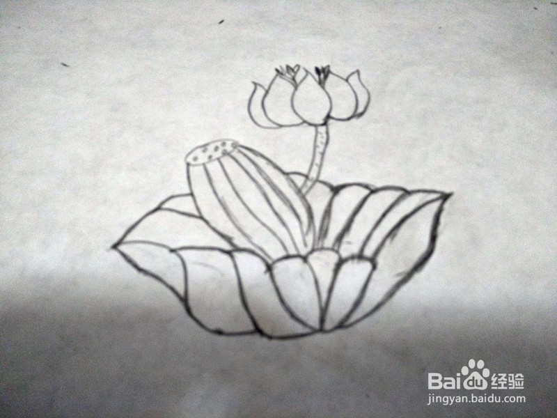 简笔画-荷花的简单画法