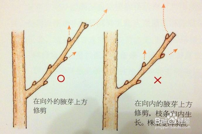 怎样修剪果树。
