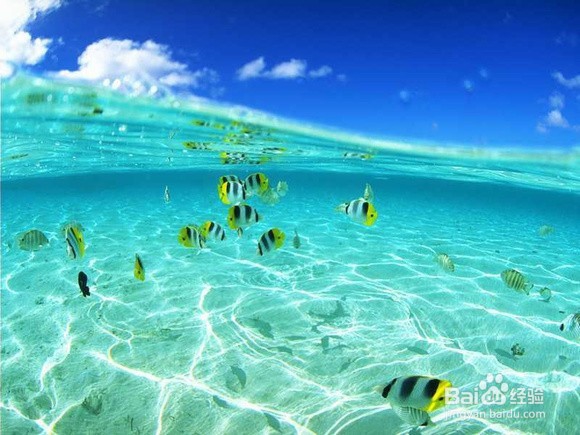 初行度假帕劳潜水体验路线