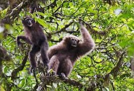 动物的分类方法有几种