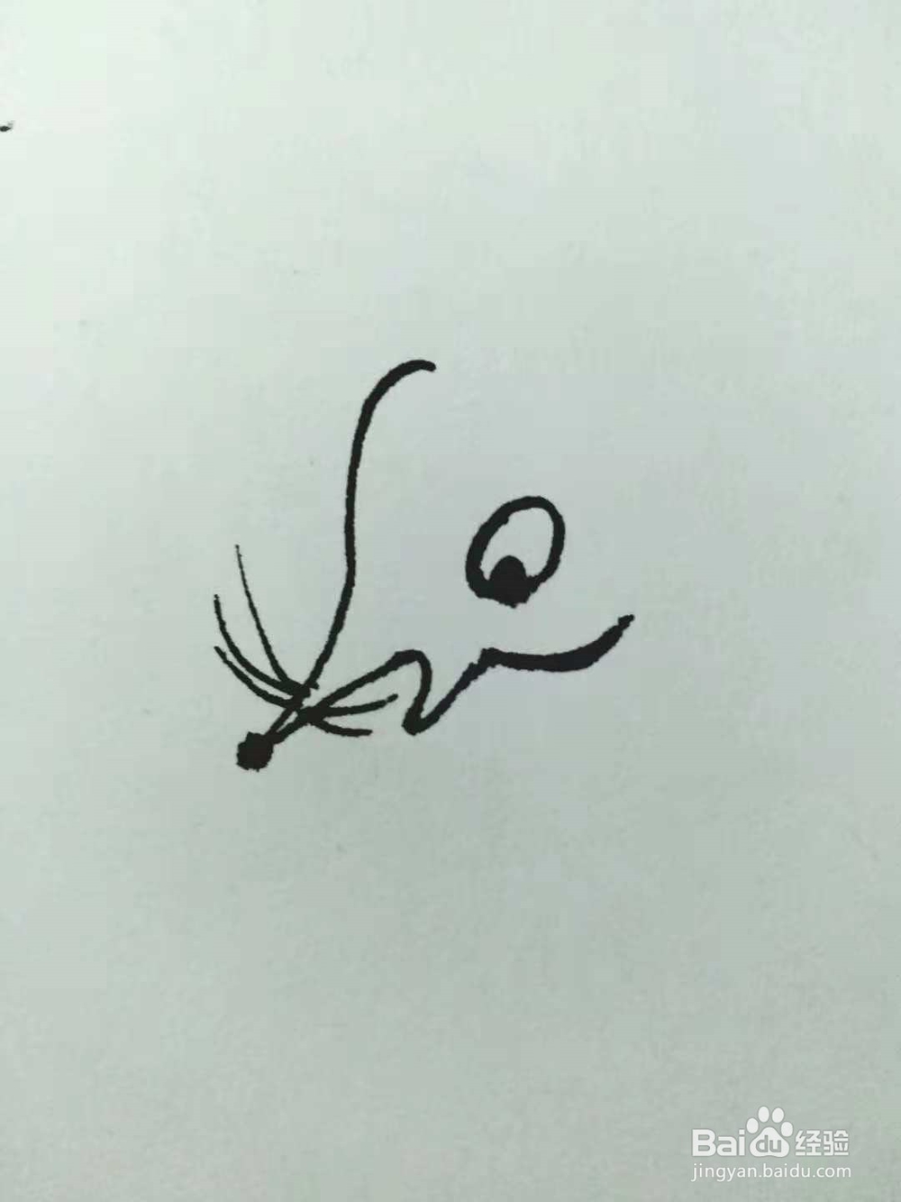 老鼠的简笔画法3
