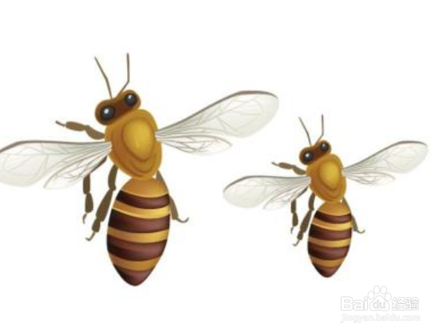 蜂王藏在蜂群什么位置