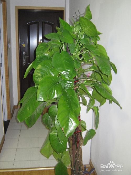 室内应该放一些什么样的植物是有益的
