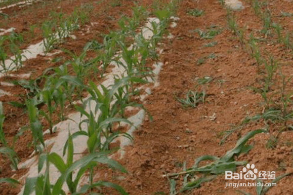 解决耕地土壤存在问题的措施