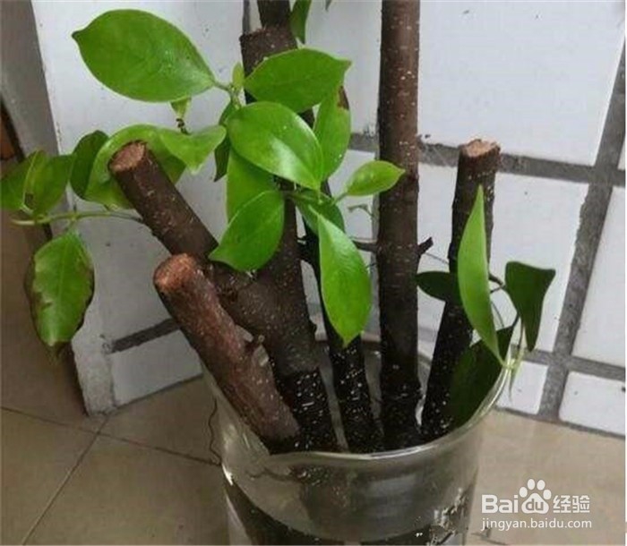 发财树怎么繁殖