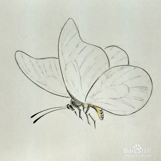 蝴蝶的画法-彩铅手绘
