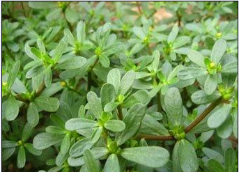 吃五种平民蔬菜让你保持身体年轻态