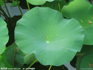 荷叶的养生用法