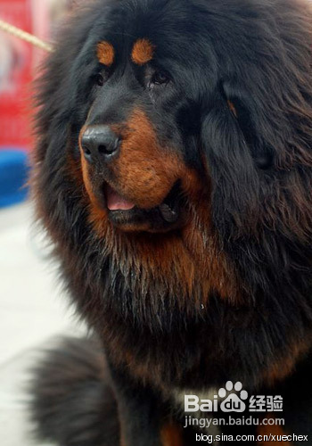 纯种藏獒的分辨方法