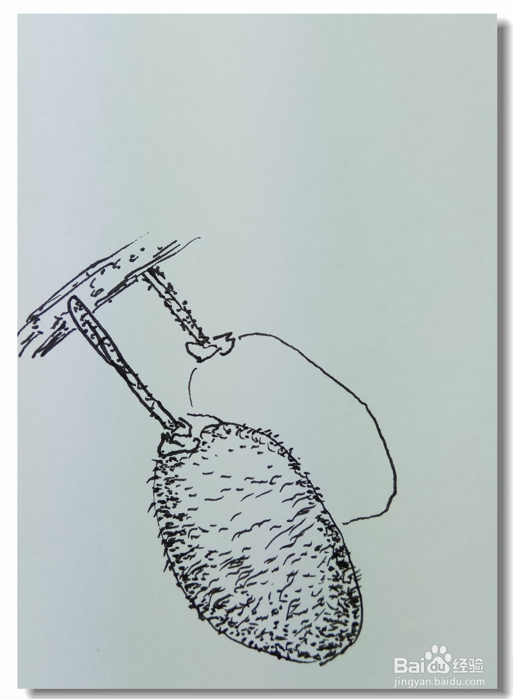 怎样画钢笔画猕猴桃?