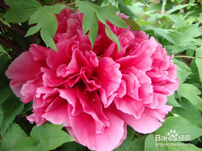 如何牡丹芍药杂交