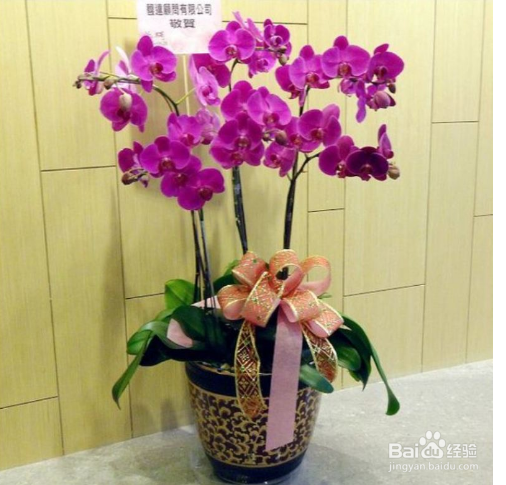 过年在家摆放什么鲜花好？