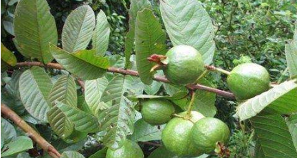 三诺血糖小贴士:哪些食物降血糖