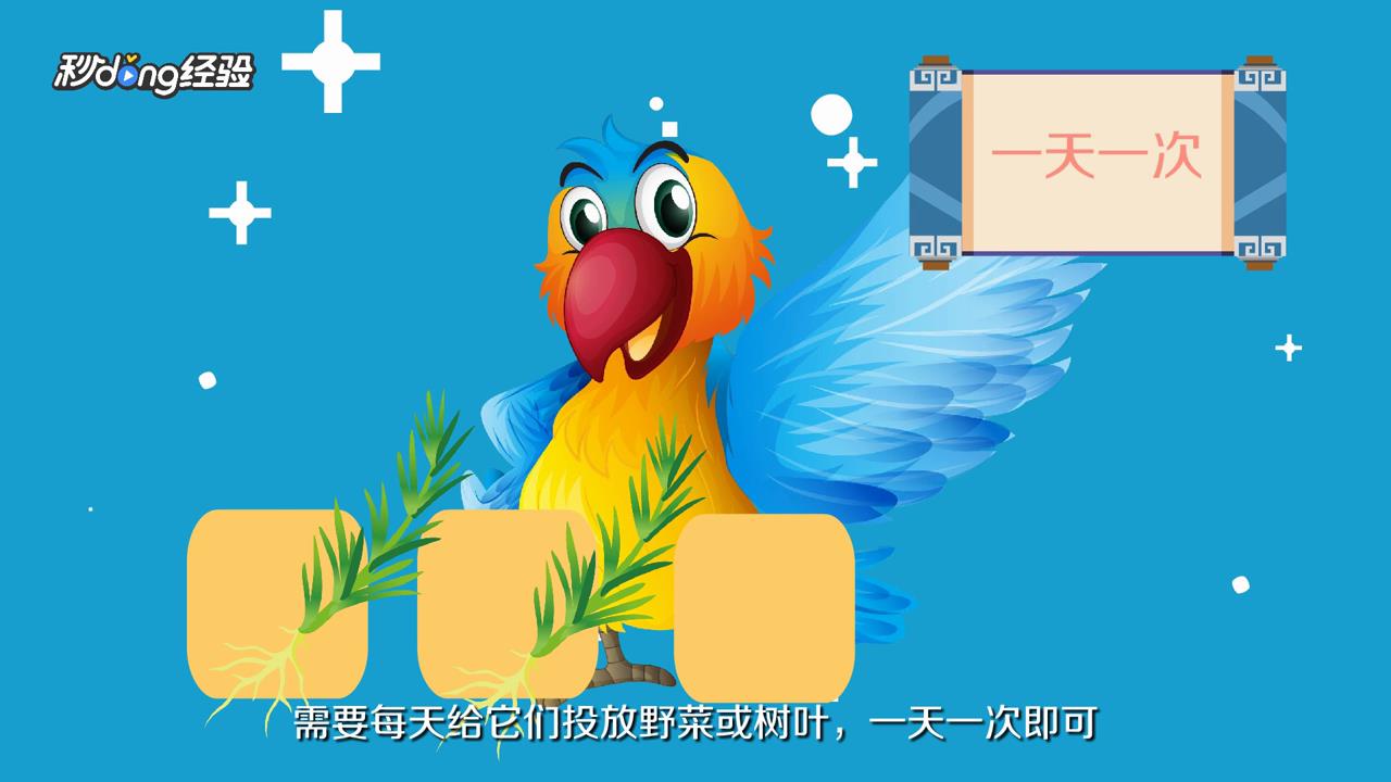普通小鹦鹉怎么养