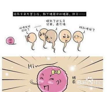怎么提高怀孕成功率