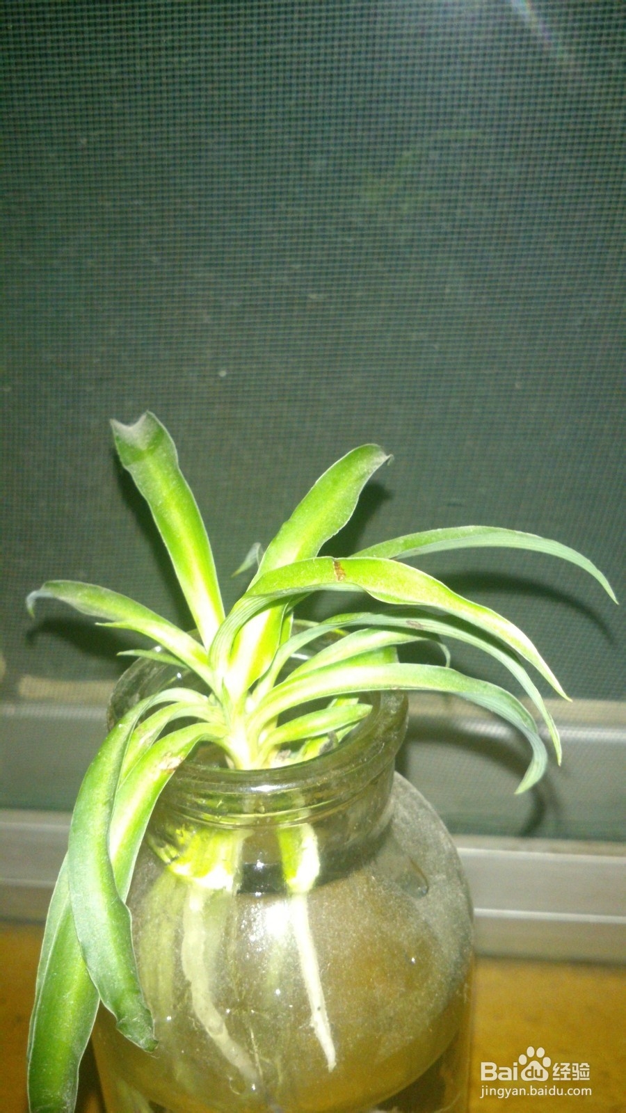 小植物让生活充满生机