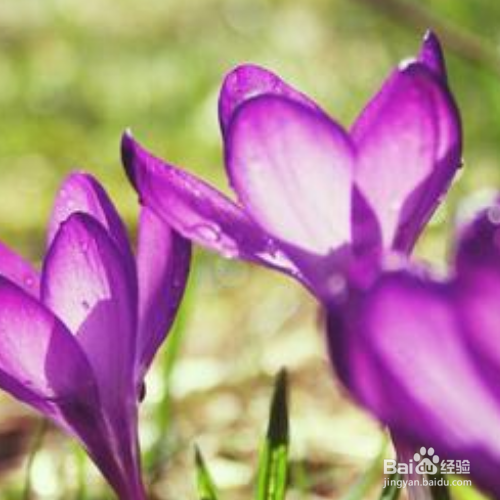 紫番红花该怎么养殖？