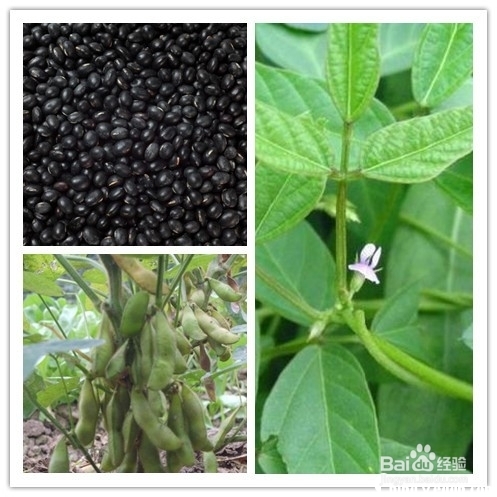 黑豆生长过程顺序图片图片