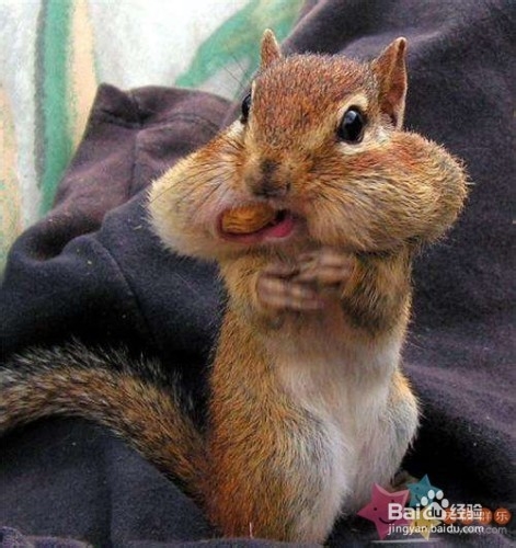 吃东西,增肥运动