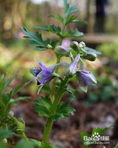 还亮草如何进行养护？