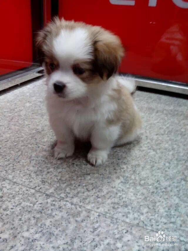 照顾小狗小猫的基本常识