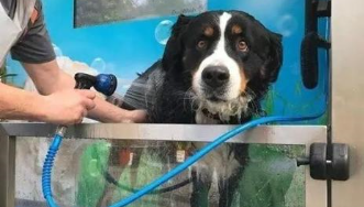 给宠物狗洗澡流程和注意事项