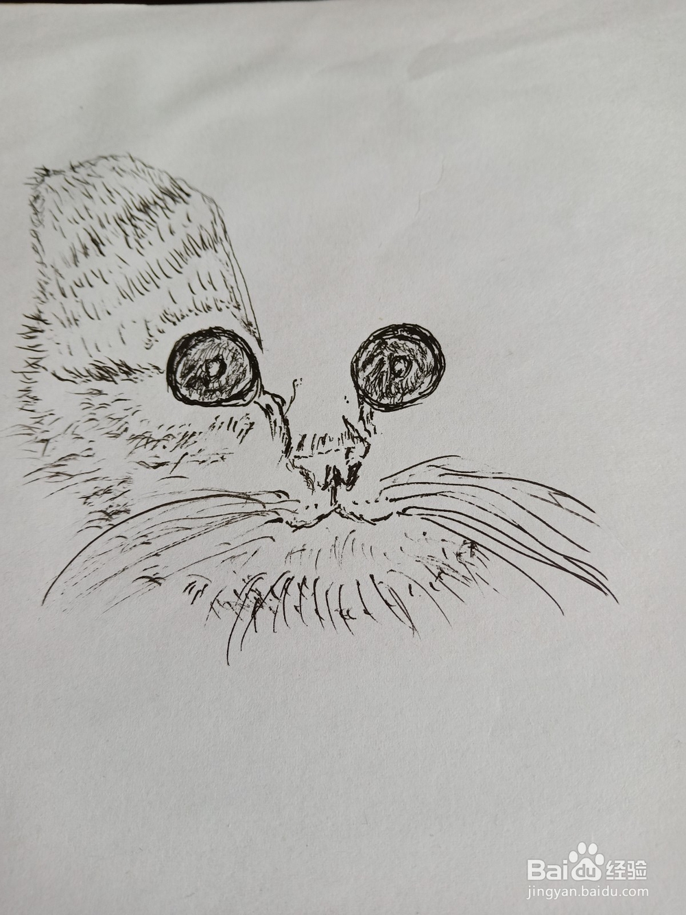 钢笔画猫的画法