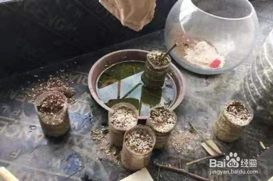 1种花太好养，扔土里就能活，比桂花还香！