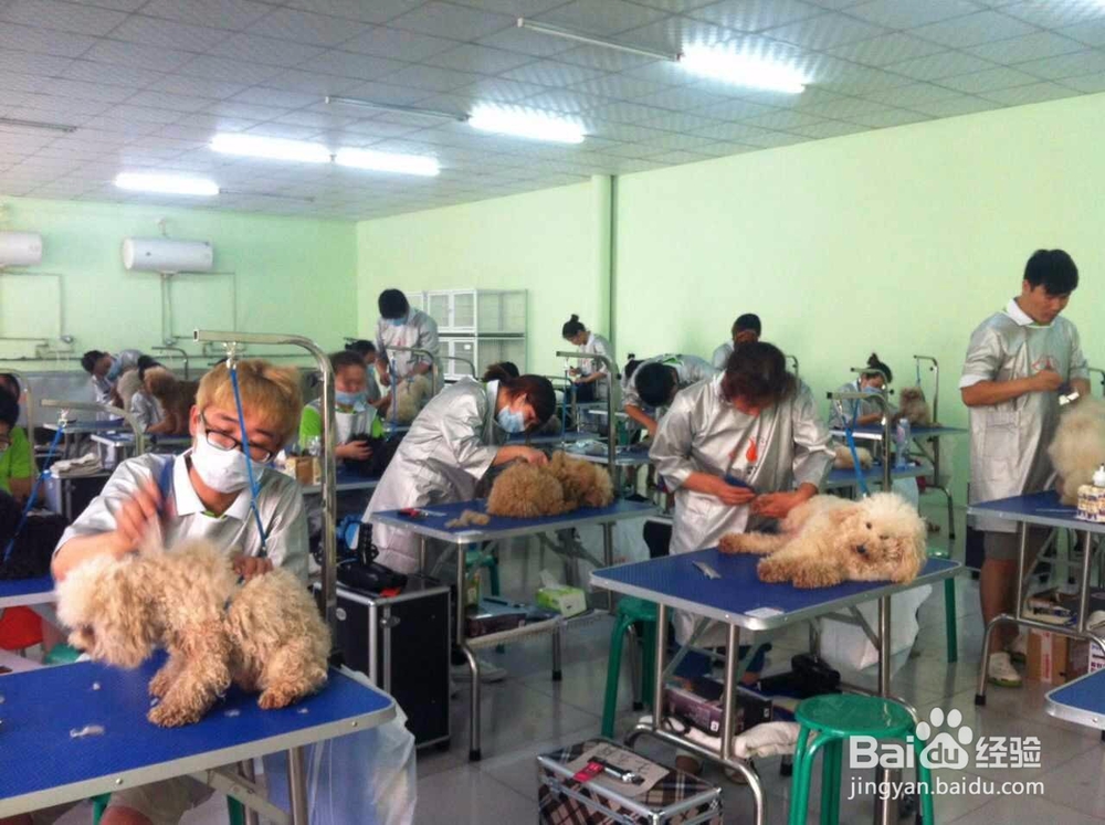 哪里的宠物美容学校收费少