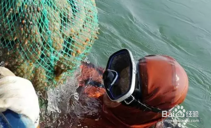海参专卖 哪些价格因素影响海参专卖