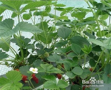 草莓栽培在花果期怎样管理